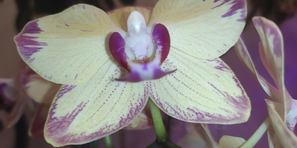 Цветение орхидеи Попугай1