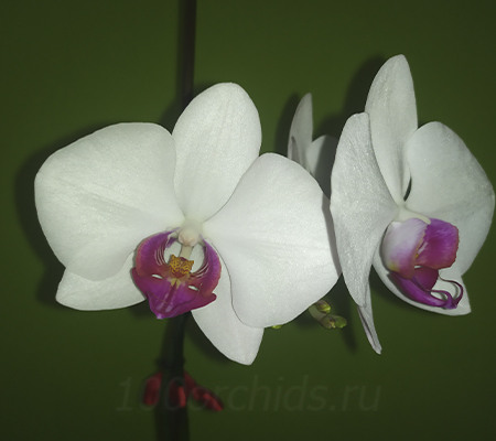 Цветение орхидеи Red Lip