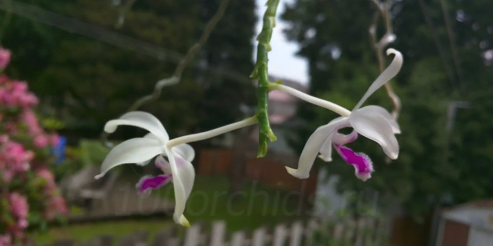 Phalaenopsis fimbriata 22