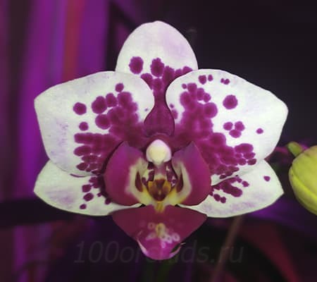 Цветение орхидеи Рембрандт