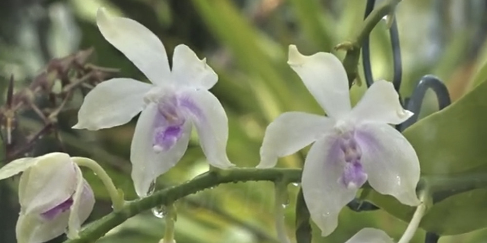 орхидея фимбриата