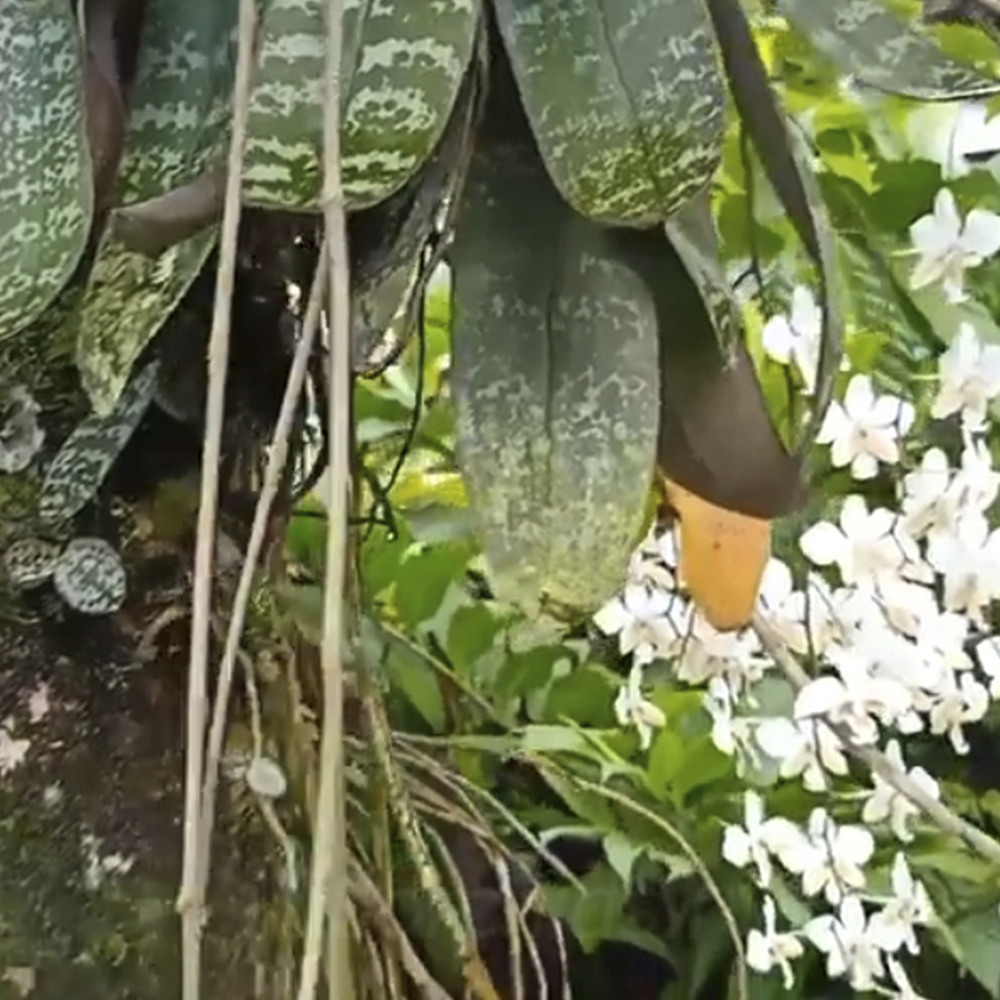 Орхидеи на Филиппинах