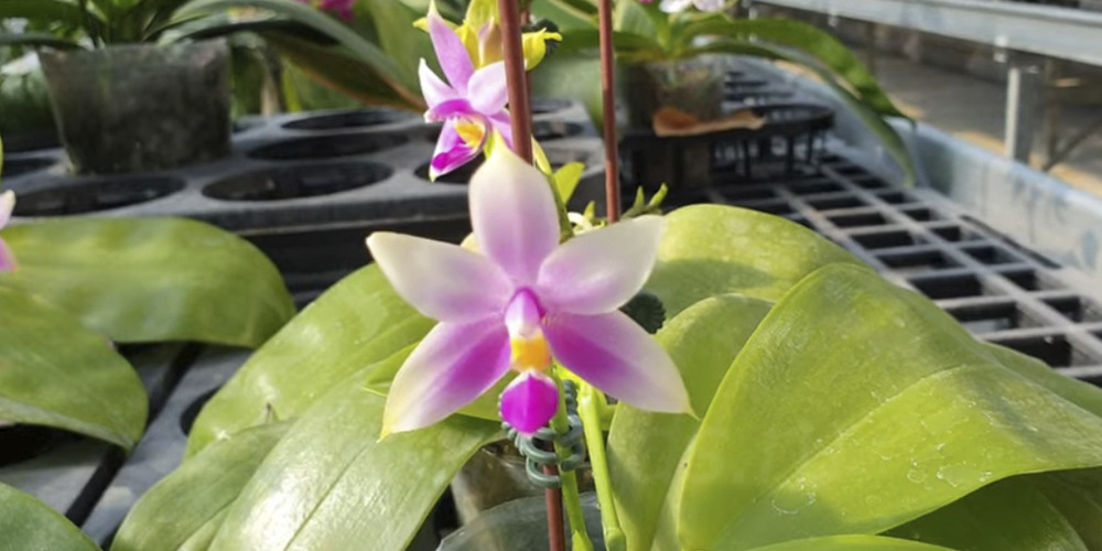 Phalaenopsis violacea 4