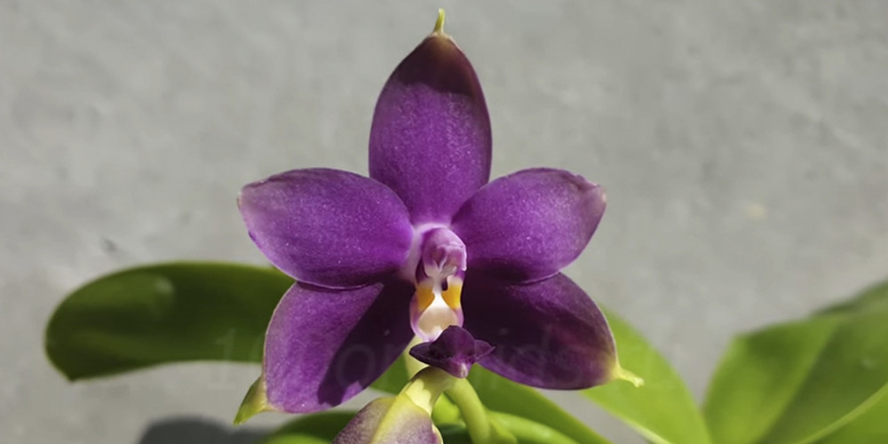 Phalaenopsis violacea 6