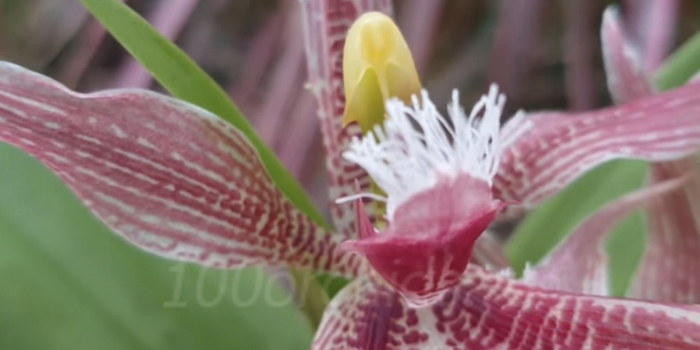 Губа у орхидеи Пафинии