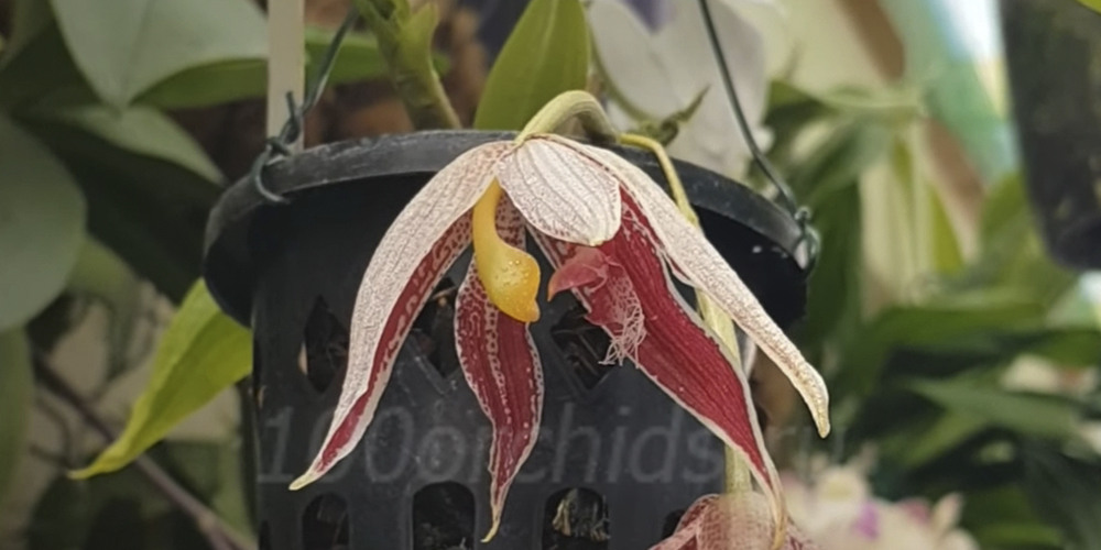 Орхидея Пафиния 5