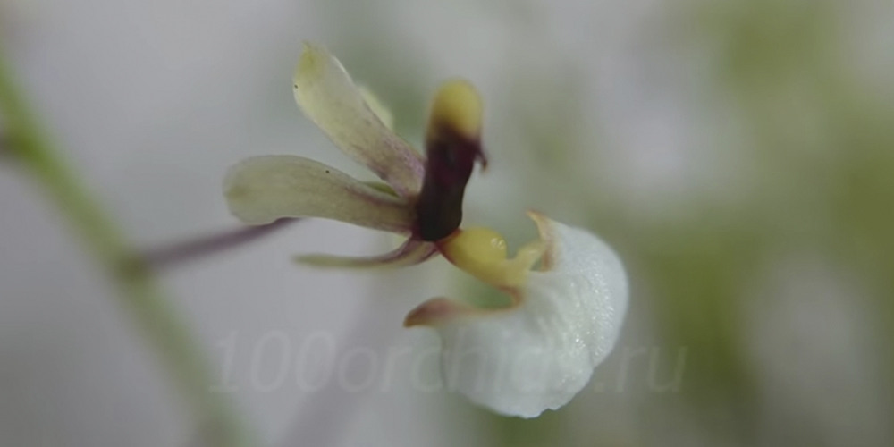 Гомеза цветы орхидеи