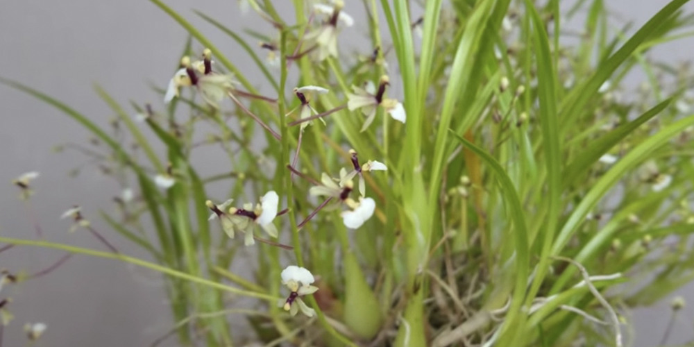 Орхидея Гомеза Радиканс
