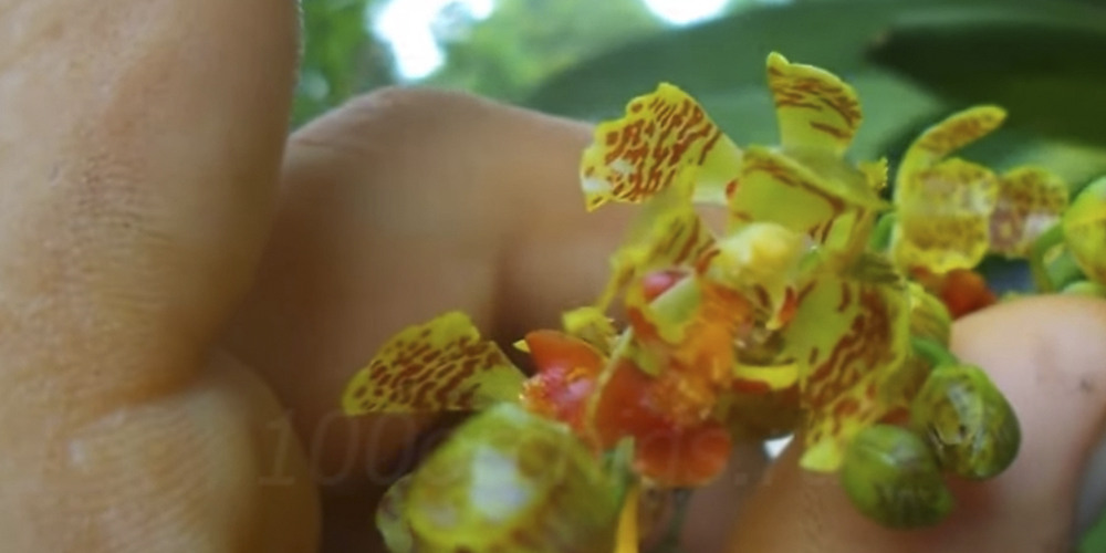 Орхидея Гомеза цветы