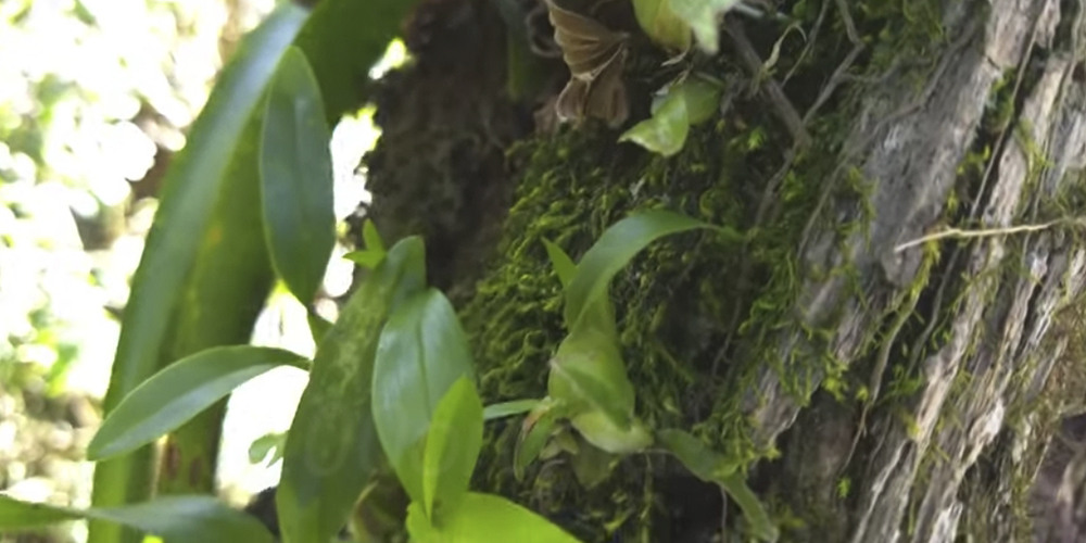 Орхидея Гомеза растет на дереве
