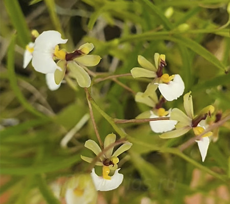 Цветение орхидеи Гомеза