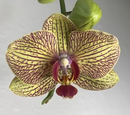 Phalaenopsis KV Beauty
