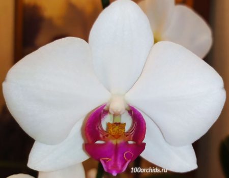 Фото орхидеи Ред лип