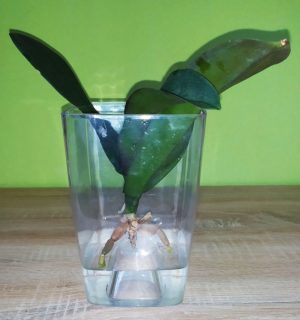 Реанимация орхидеи над водой