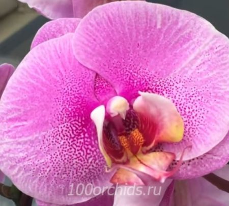 Орхидея фаленопсис Lins Genki