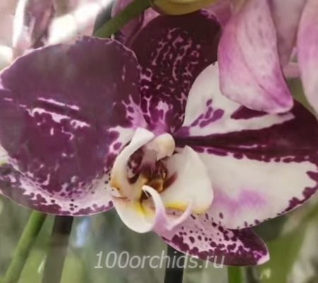 Agnes орхидея фаленопсис