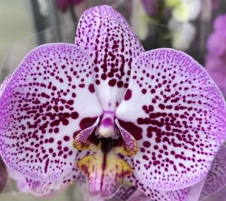 Орхидея фаленопсис Andorra