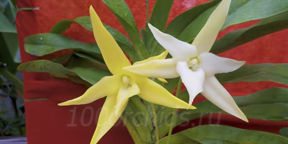 Орхидея Ангрекум
