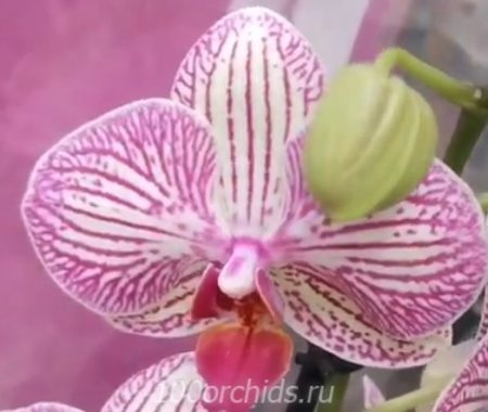 Орхидея фаленопсис Arcadia