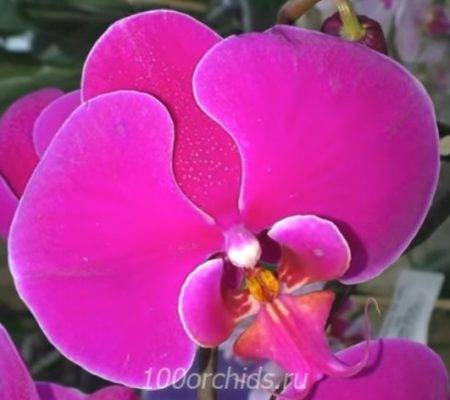 Орхидея фаленопсис Asian Queen