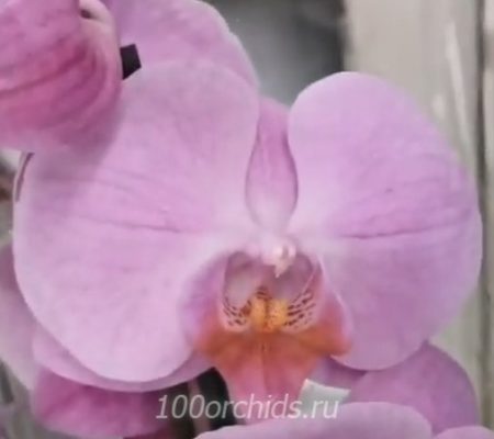 Орхидея фаленопсис Babylon Pretty
