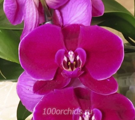 Black Face орхидея фаленопсис