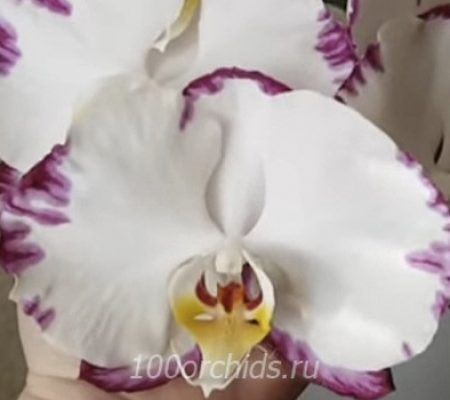 Black Lightning Flash орхидея фаленопсис