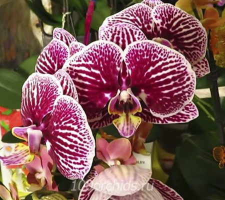 Black Stripe орхидея фаленопсис