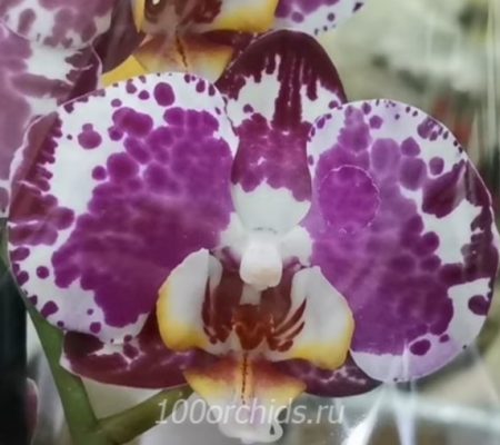 Blanka орхидея фаленопсис