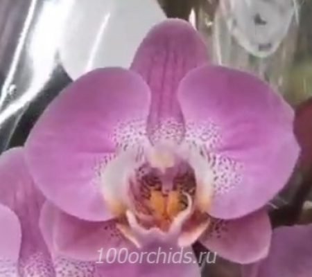 Орхидея фаленопсис Cadillac