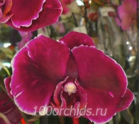 Chiada Stacy орхидея фаленопсис