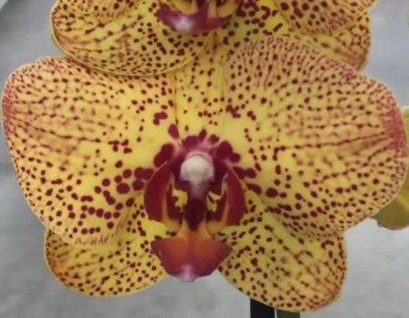 Орхидея фаленопсис Cres