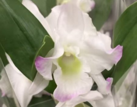 Орхидея дендробиум