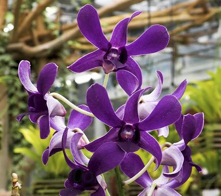 Dendrobium Blue Violetta