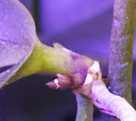 Детка орхидеи имеет цветочный стебель 6