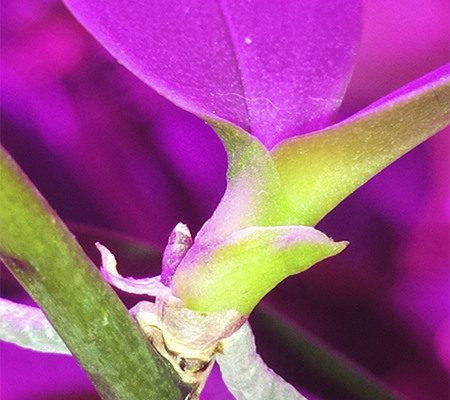 Молодая орхидея выпустила цветочный стебель1