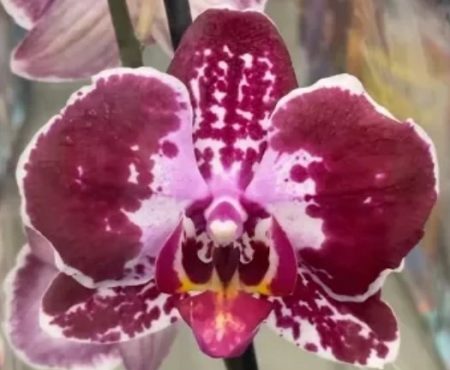 Орхидея фаленопсис Elegant Julia