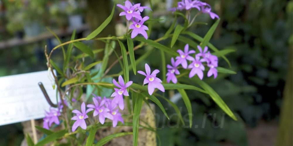 орхидея эпидендрум