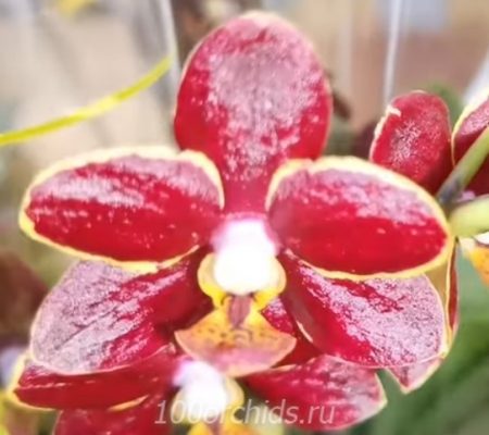 Орхидея фаленопсис Esme