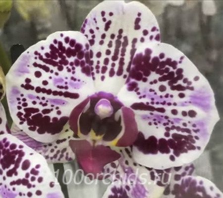 Euphorion орхидея фаленопсис