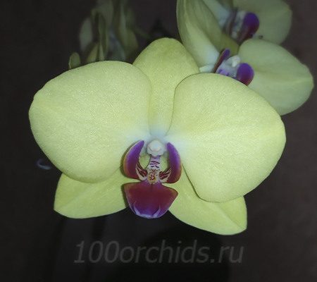 Лимонная орхидея Мирафлор