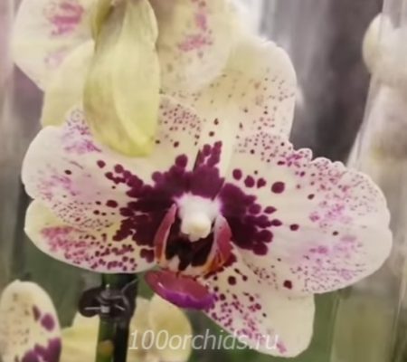 Орхидея фаленопсис Fata Morgana
