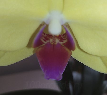 Губа лимонной орхидеи