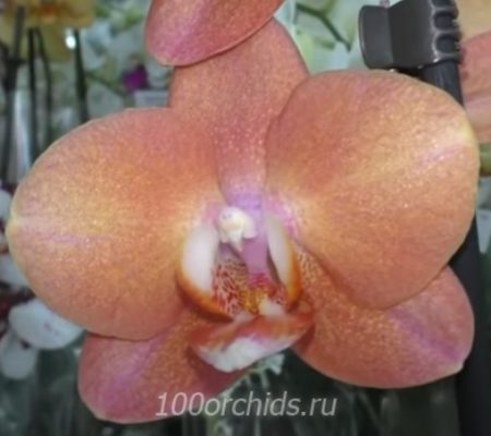 Орхидея фаленопсис Horizon