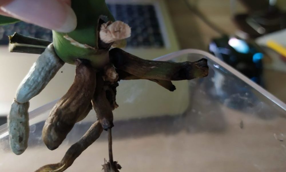 Реанимация корней орхидеи