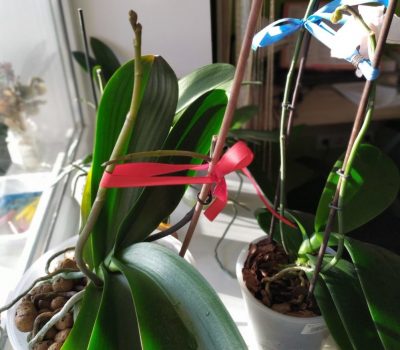 Цветонос орхидеи чтобы рос прямо