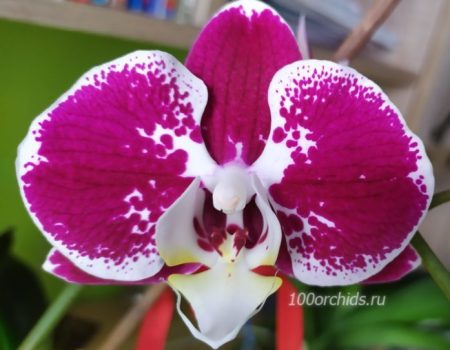 Орхидея Фаленопсис Compilation