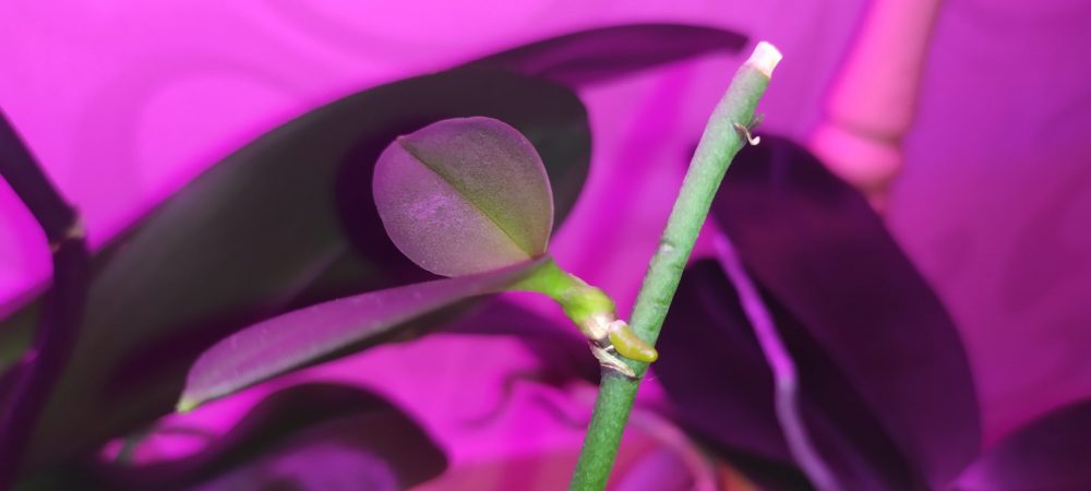 Орхидея малышка - Играть в орхидею