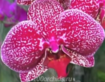 Орхидея фаленопсис Jaguar