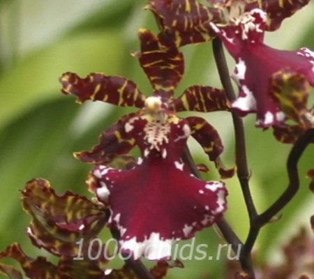 Камбрия2 орхидея